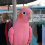 نمونه کار پرنده فروشی سعید
