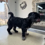 تصویر کلینیک دامپزشکی و آرایشگاه حیوانات نیک