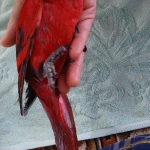 نمونه کار پت شاپ پاندی