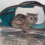 نمونه کار کلینیک تخصصی دامپزشکی دکتر ذاکریان