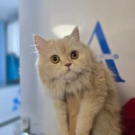 پلی کلینیک دامپزشکی آمیگو