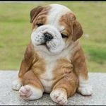 لوگوی کلینیک دامپزشکی و پت شاپ لاوین