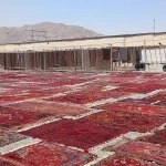 نمونه کار قالیشویی استقلال