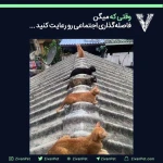 پت شاپ ژیوان
