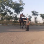  مجموعه سوارکاری نوروز آباد