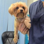 پلی کلینیک دامپزشکی آمیگو