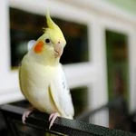 لوگوی کلینیک پرندگان
