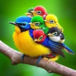 پخش غذای پرنده بیبی برد