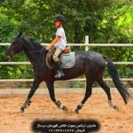  باشگاه سوارکاری شکی