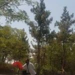 هنر رزمی تایچی و جی کونگ