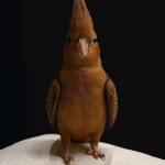 پرنده فروشی سعید