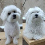 نمونه کار کلینیک دامپزشکی نیل پت