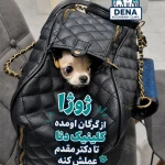 کلینیک دامپزشکی دنا