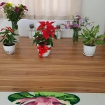 باشگاه یوگا آیینگر