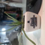  خشکشویی زاگرس نوین