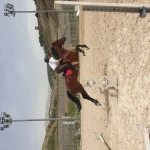 آموزش سوارکاری محمدرضا بیرانوندی