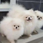 نمونه کار پامرانین پت شاپ