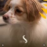 بیمارستان دامپزشکی و پت شاپ آلپت