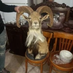 سمساری کاشانی