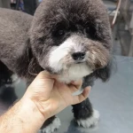 نمونه کار کلینیک دامپزشکی و آرایشگاه حیوانات کارو