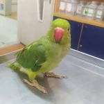 نمونه کار کلینیک تخصصی پرندگان رکس