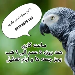 کلینیک پرندگان