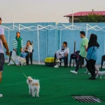 آموزش سگ تربیت سگ