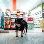 لوگوی آکواریوم و پت شاپ آکوآآ