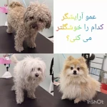 تصویر کلینیک تخصصی دامپزشکی دکتر ذاکریان