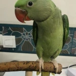 کلینیک دامپزشکی و پت شاپ جم