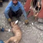نمونه کار دامپزشک در منزل (محل) والیانی