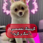 کلینیک دامپزشکی رد کارپت