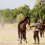  باشگاه سوارکاری آرام
