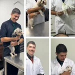 دامپزشک در منزل (محل) والیانی