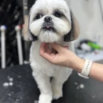 نمونه کار کلینیک دامپزشکی و آرایشگاه حیوانات نیک