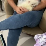 نمونه کار باشگاه حیوانات خانگی پتکو