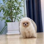 نمونه کار چیکو پت