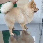 نمونه کار بیمارستان دامپزشکی و پت شاپ آلپت