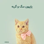 پت نت