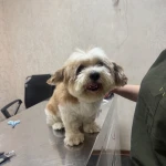تصویر کلینیک دامپزشکی پت لایف