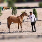 باشـگاه سوارکاری شهرک غزالی