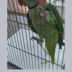 تصویر کلینیک تخصصی پرندگان رکس