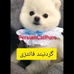 تصویر پت شاپ پرشین کت پیور
