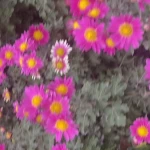 نمونه کار مهد کودک مولود