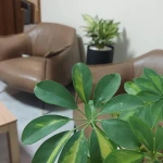 تصویر مرضیه دهقان نیری (مدیر مرکز روانشناختی و روان