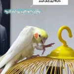 کلینیک دامپزشکی جزیره حیوانات