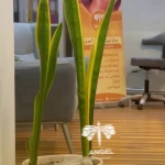 کلینیک لیزر الکس و زیبایی آنجل