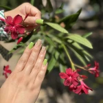 خدمات تخصصی ناخن مینا رستمی