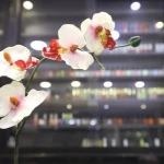 نمونه کار سالن زیبایی کیمیا
