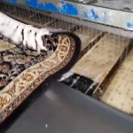 قالیشویی متین